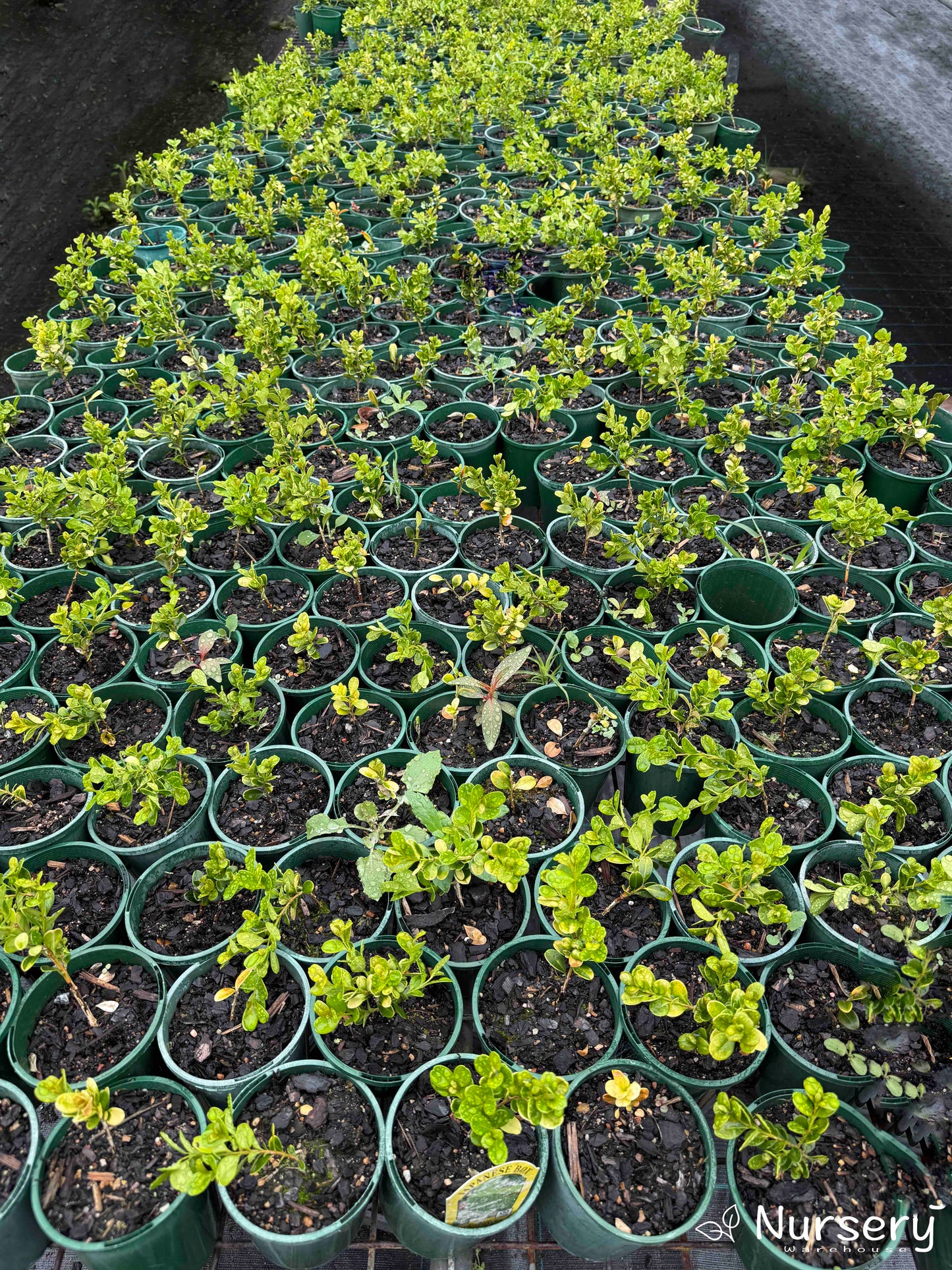 Buxus Microphylla (Japanese Box)