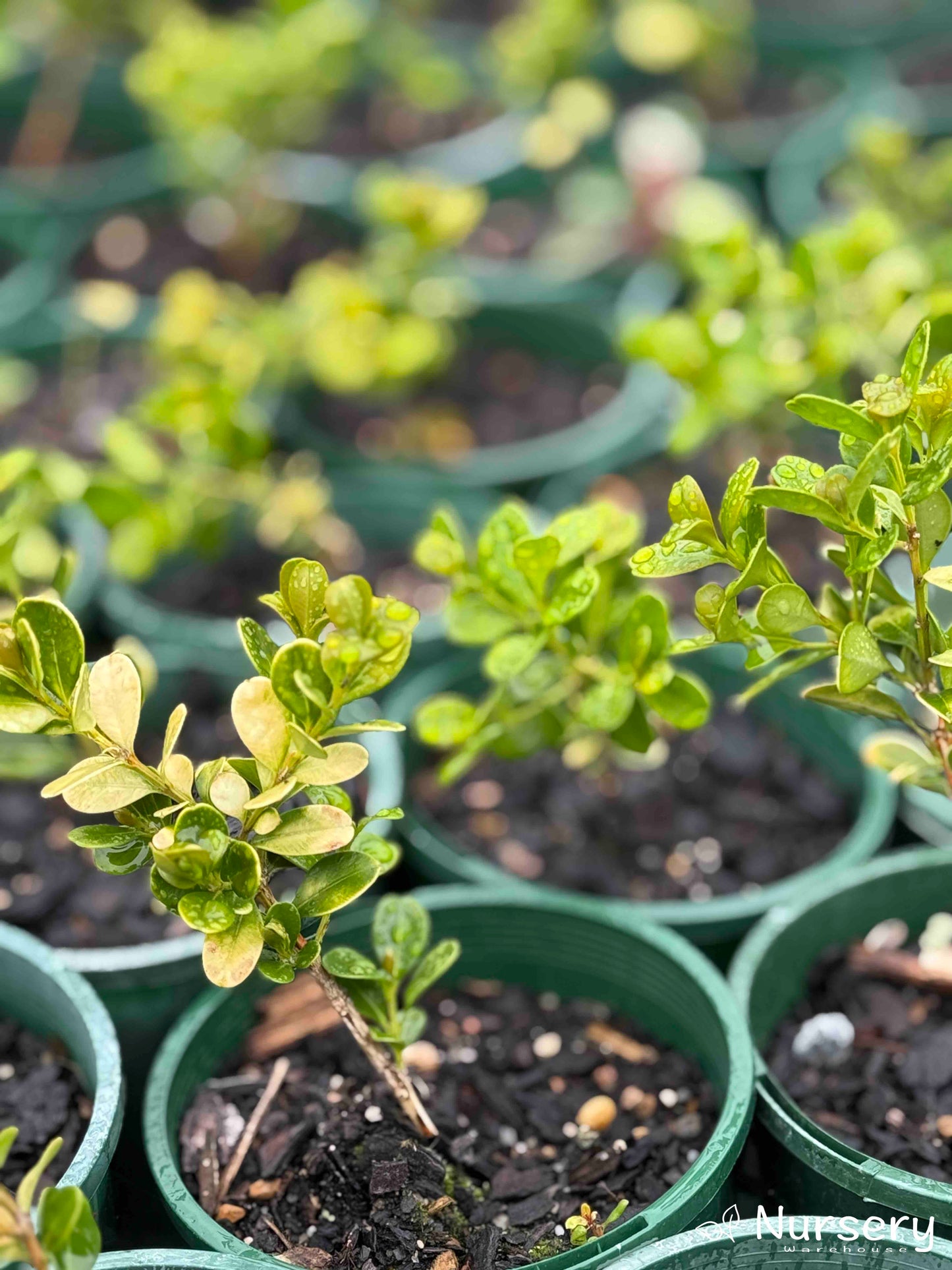 Buxus Microphylla (Japanese Box)