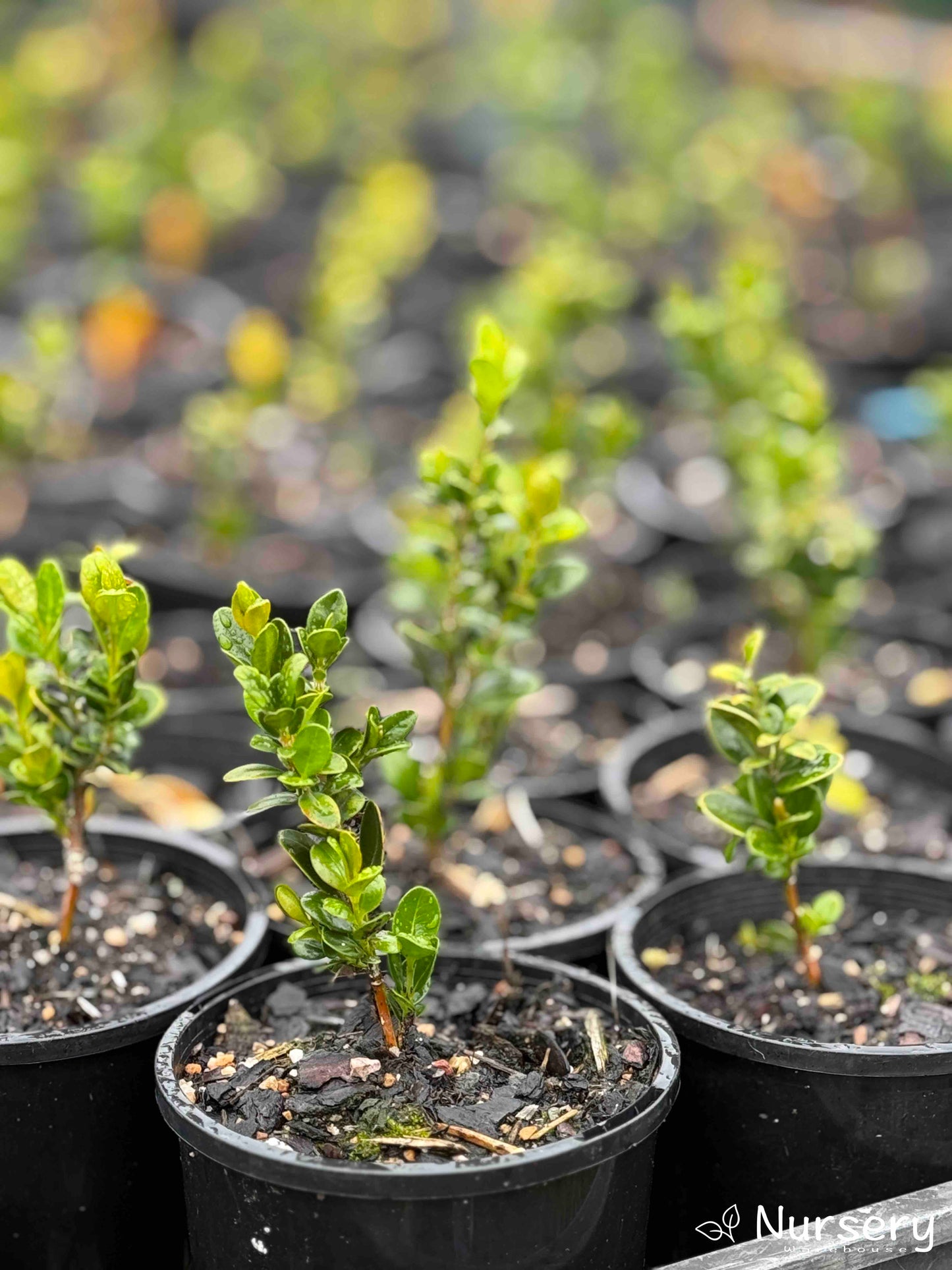 Buxus Microphylla (Japanese Box)