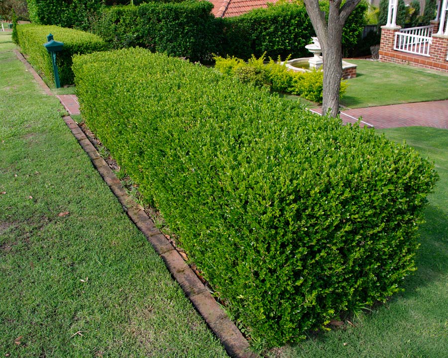 Buxus Sempervirens (Common Box)