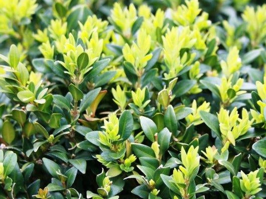 Buxus Sempervirens (English Box)