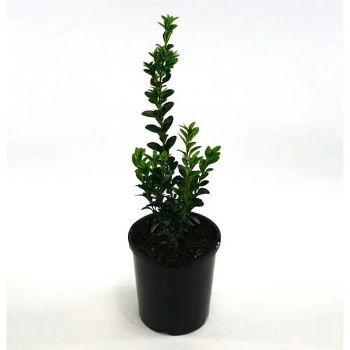 Buxus Sempervirens (English Box)