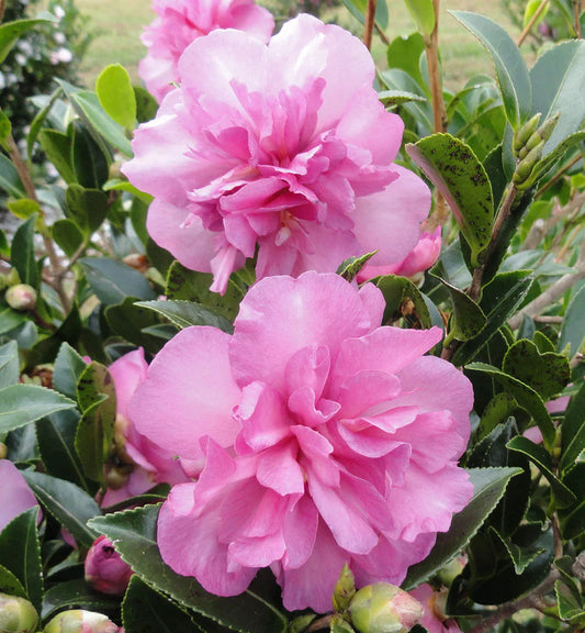 Camellia Sasanqua 'Sparkling Burgundy'