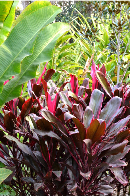 Cordyline rubra (Red Leaf Cordyline)