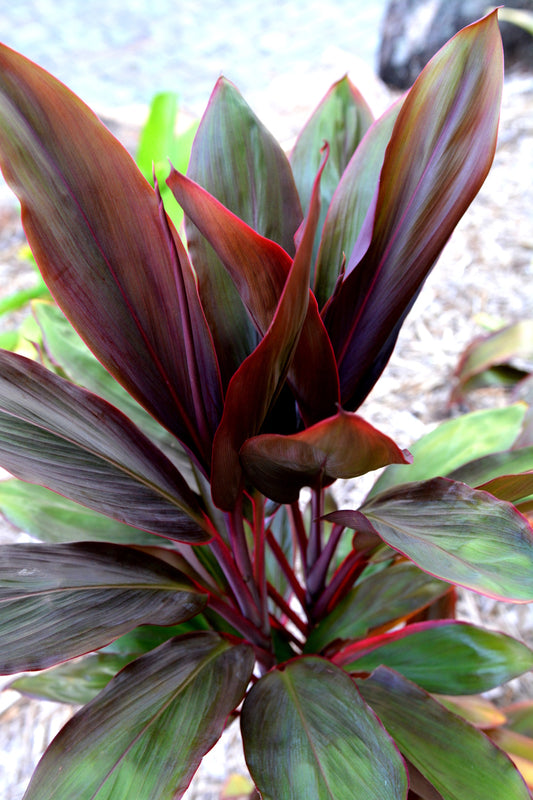 Cordyline rubra (Red Leaf Cordyline)