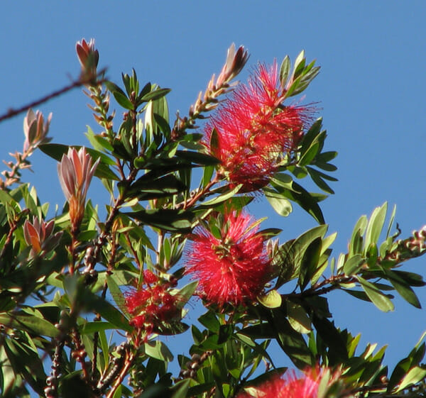 Callistemon Endeavour (Endeavour Bottlebrush)