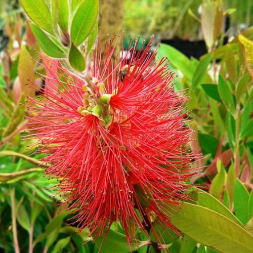 Callistemon Endeavour (Endeavour Bottlebrush)