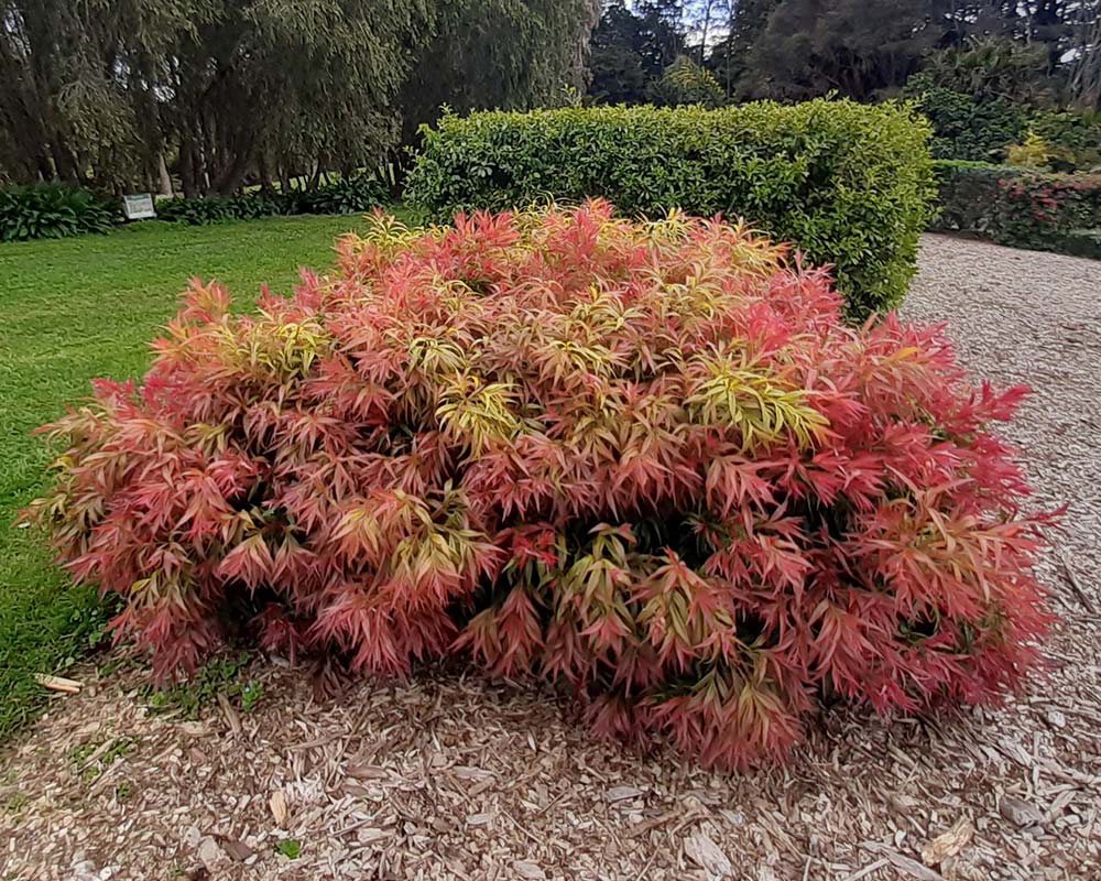 Callistemon Salignus (Great Balls of Fire Bottlebrush)