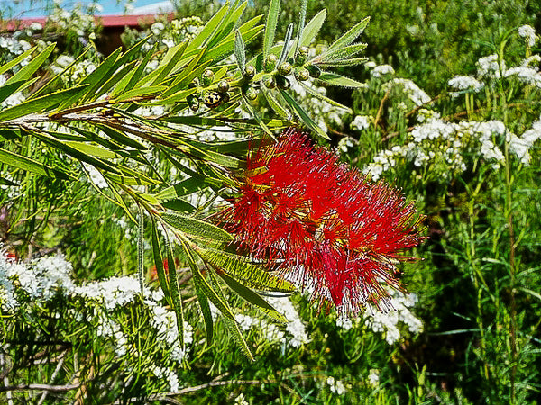 Callistemon Hannah Ray (Hannah Ray Bottlebrush) – Compact Shrub with ...