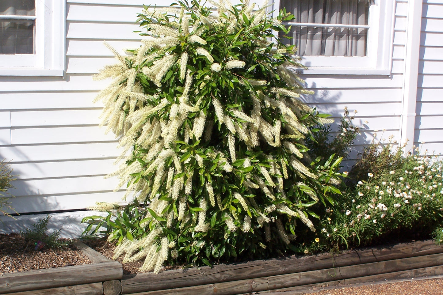 Callistemon Viminalis Wilderness White (Wilderness White Bottlebrush)