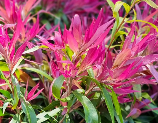 Callistemon Salignus (Great Balls of Fire Bottlebrush)