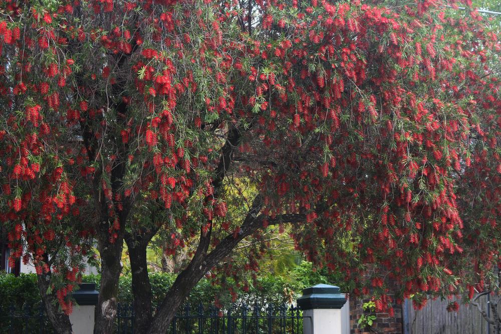 Callistemon Hannah Ray (Hannah Ray Bottlebrush)