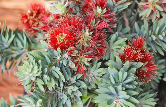 Callistemon Little John (Little John Bottlebrush)