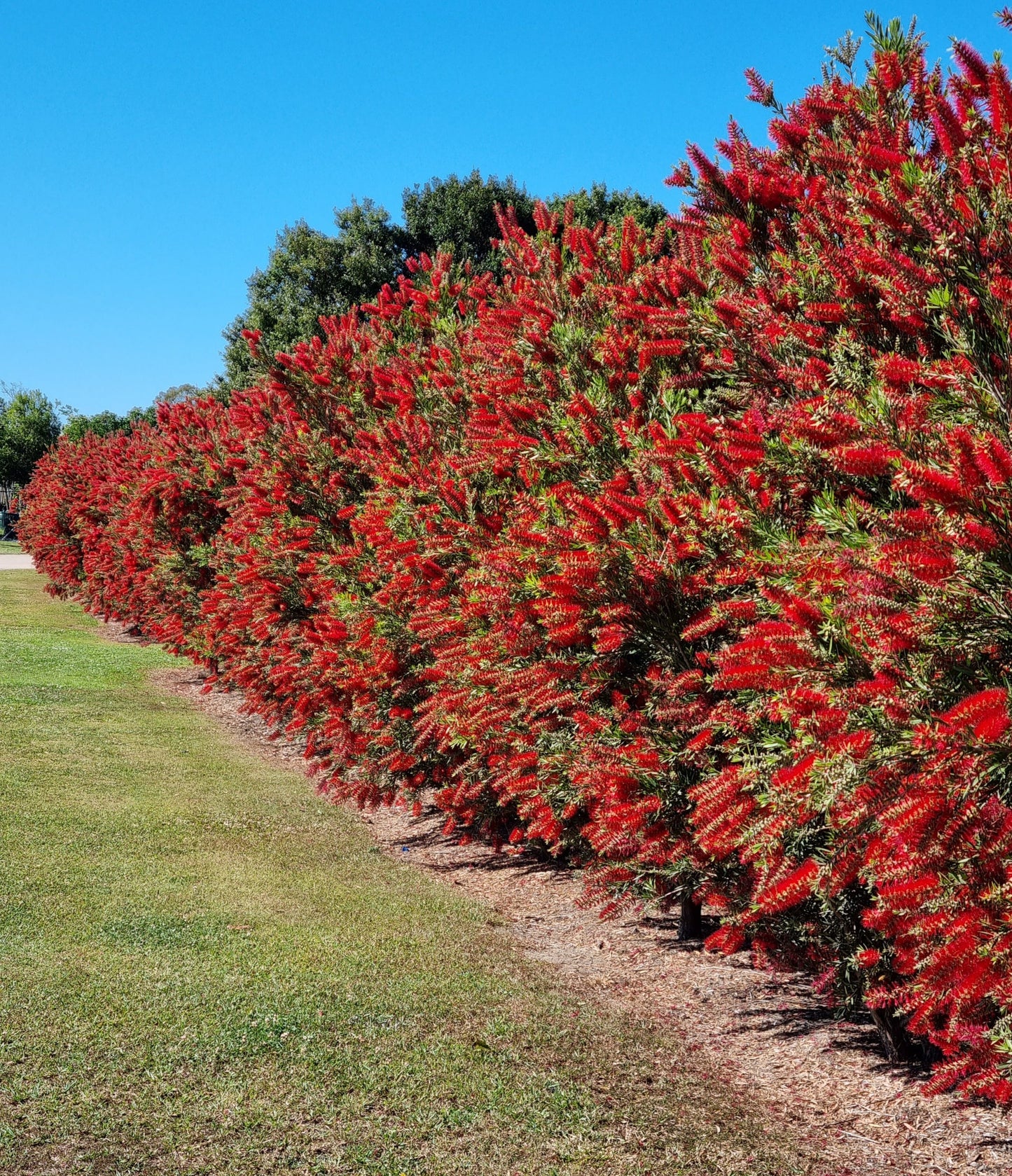 Callistemon Wildfire (Wildfire Bottlebrush)