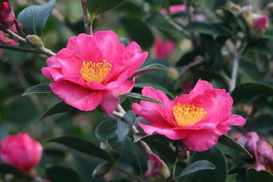 Camellia Sasanqua 'Rushay'