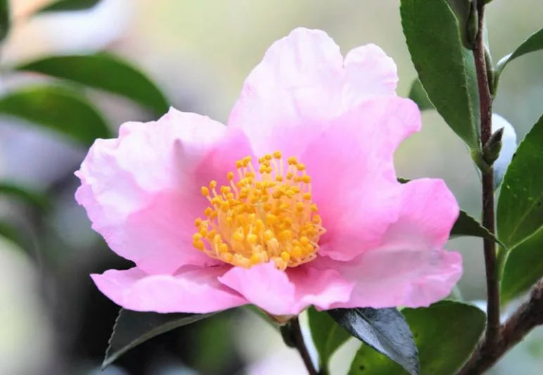 Camellia Plantation Pink (Plantation Pink Camellia)