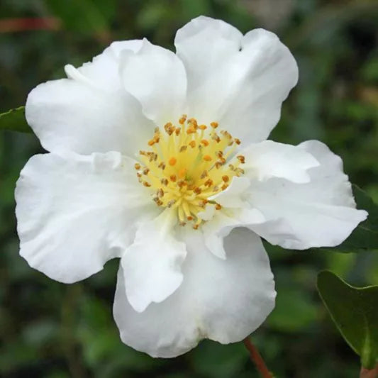 Camellia Setsugekka (Setsugekka Camellia)