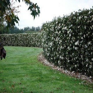 Camellia Sasanqua 'Pure Silk'