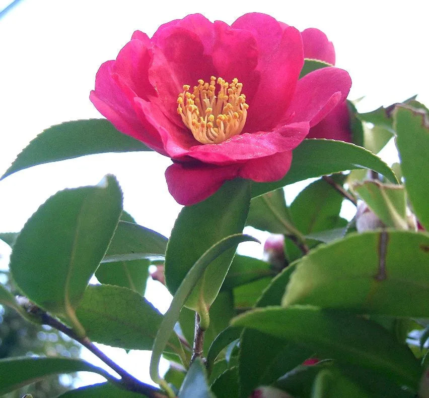 Camellia Sasanqua 'Rushay'