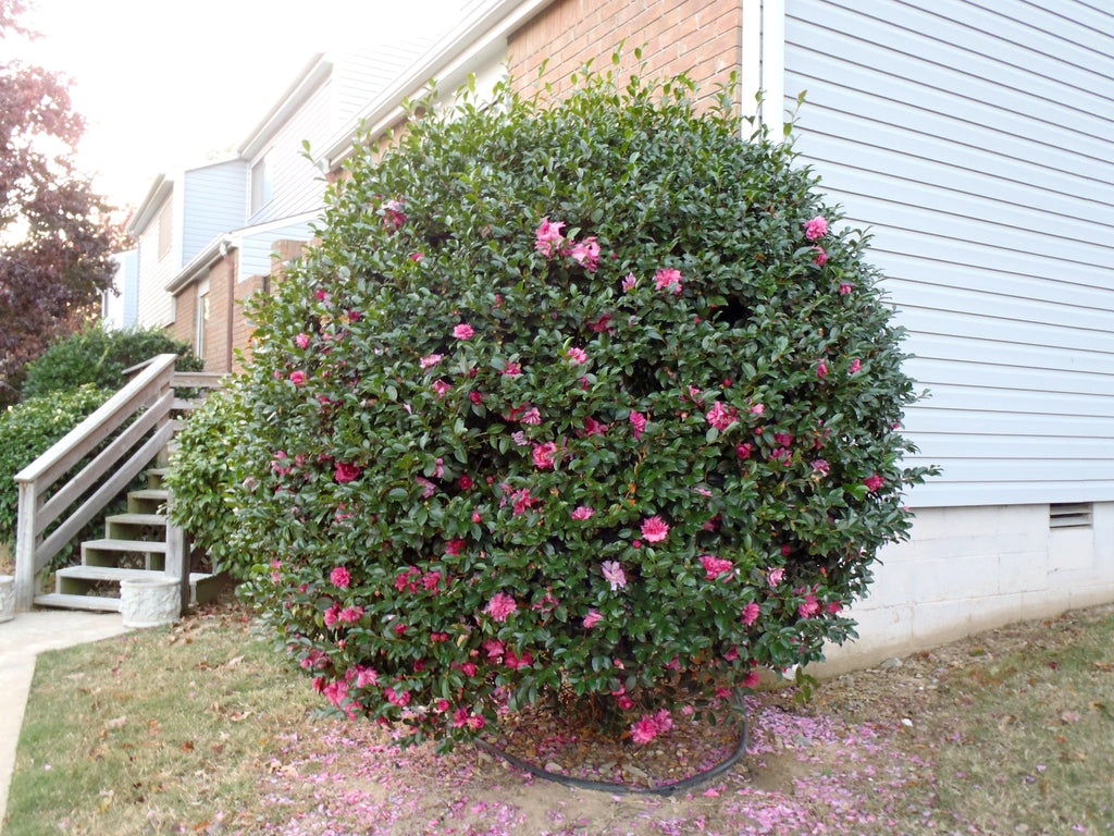 Camellia Sasanqua 'Rose Ann'