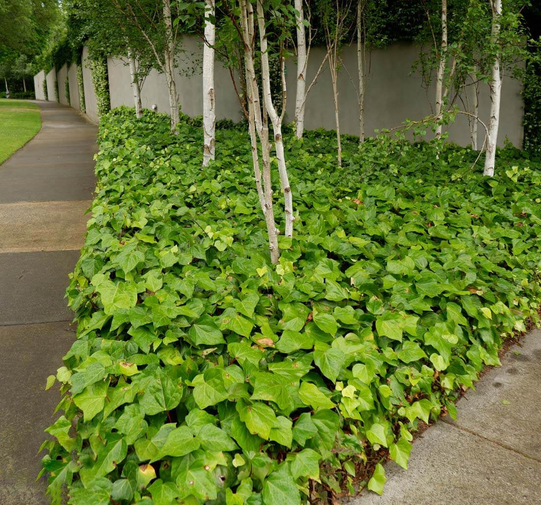 Ground cover beside a footpath Hedera Canariensis (Canary Ivy) with feature trees growing in the center.
