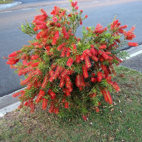 Callistemon Viminalis (Captain Cook Bottlebrush)