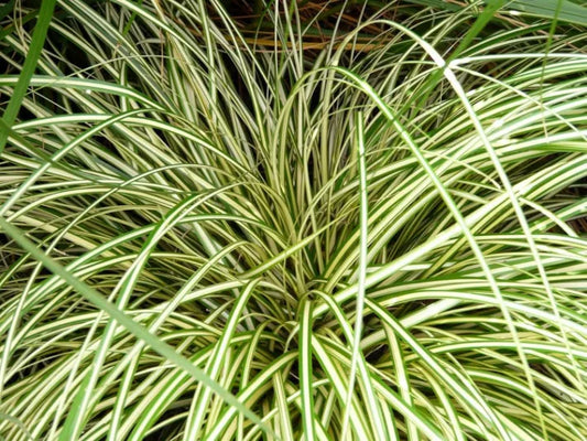 Carex oshimensis (Evergold)