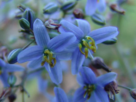 Dianella caerulea (DBB03) Cassa Blue®