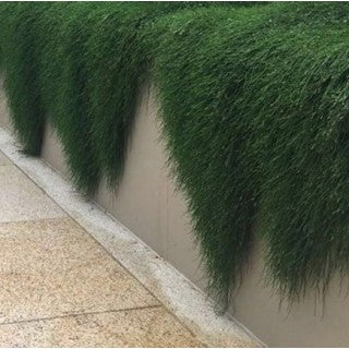 Casuarina (Cousin It) gracefully flowing over a brick retaining wall in a backyard garden.