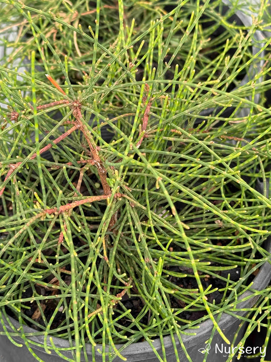 Close-up of Casuarina (Cousin It) showcasing its lush, cascading green foliage.