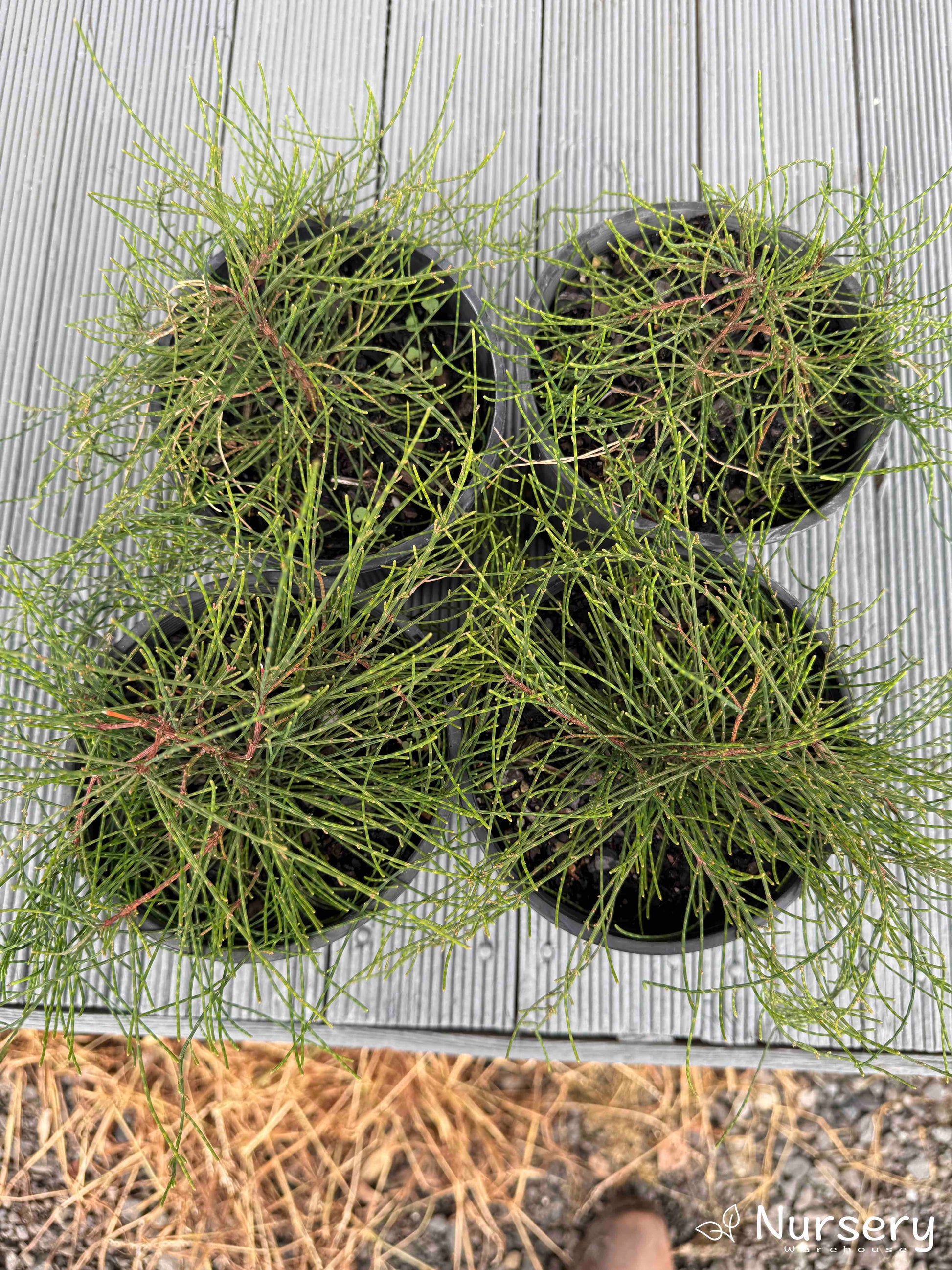 Four Casuarina (Cousin It) plants selected for an order, each displaying rich green cascading foliage.