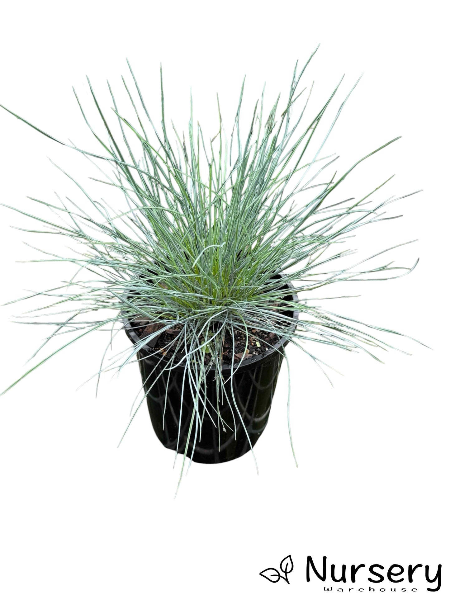 Casuarina (Cousin It) plant in a 140mm pot, ready for sale with trailing green foliage.