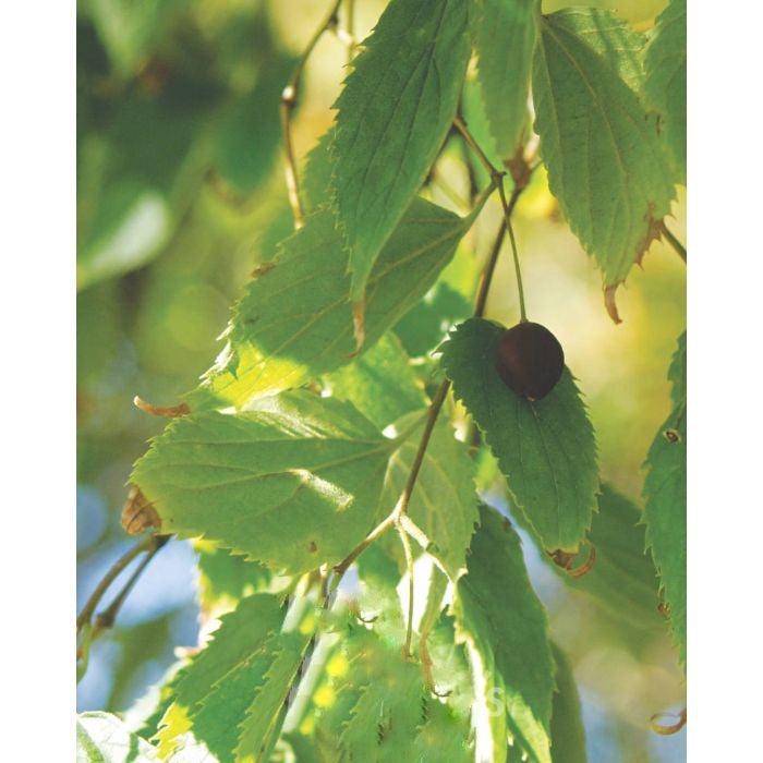 Celtis Australis