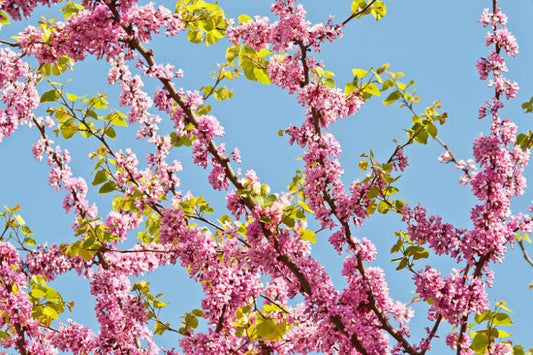 Cercis Siliquastrum (Judas Tree)