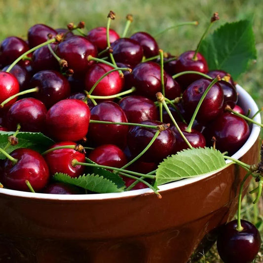 Prunus Avium (Cherry Sunburst)