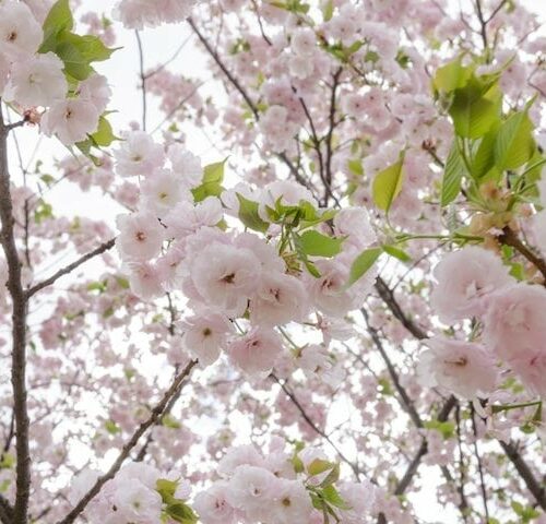 Cherry Flowering (Mt Fuji - White)