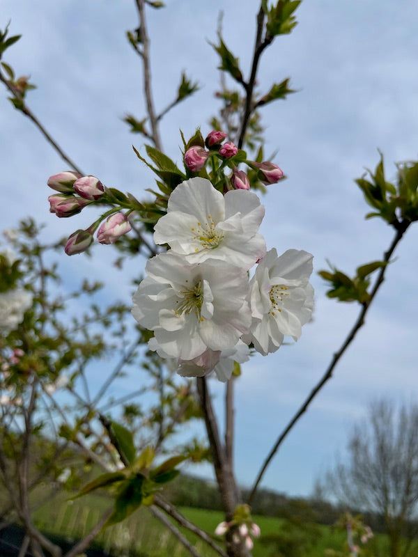 Cherry Flowering (Mt Fuji - White)