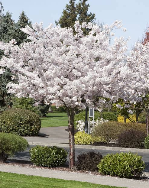 Cherry Flowering (Mt Fuji - White)