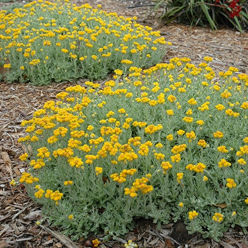 Chrysocephalum Apiculatum (Golden Buttons)