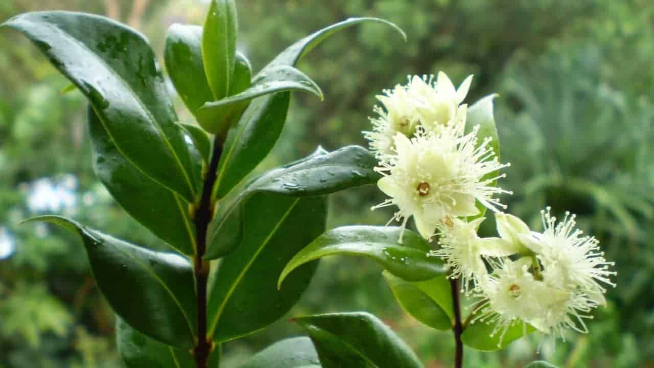 Backhousia Myrtifolia (Grey Myrtle, Cinnamon Myrtle)