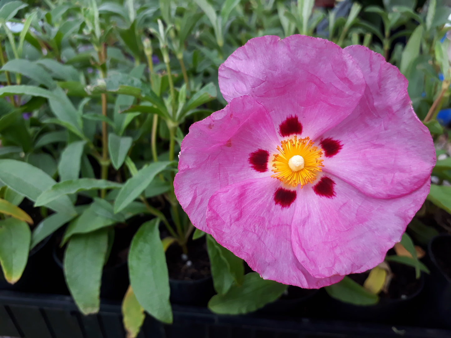 Cistus Brilliancy (Pink Rock Rose)