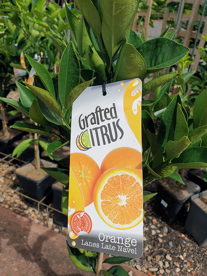 Citrus Sinensis 'Lanes Late' (Lanes Late Orange) GRAFTED