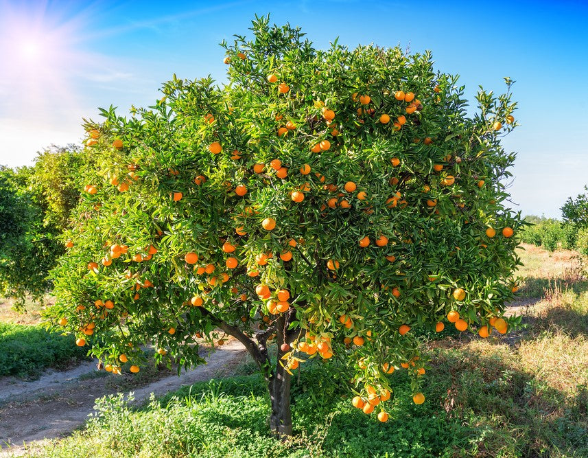 Citrus Sinensis (Orange Navel)