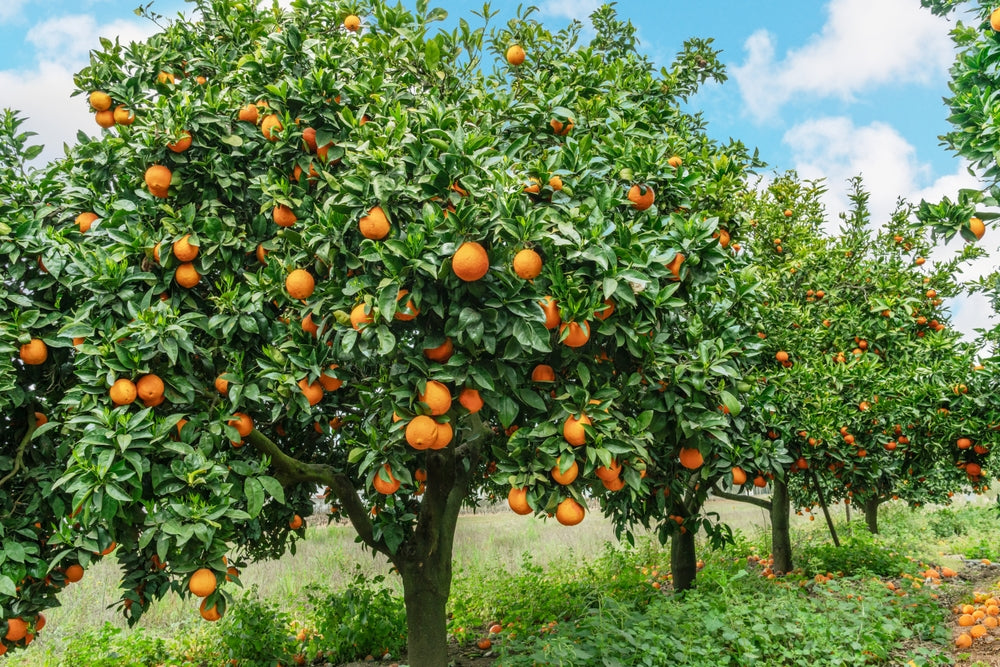 Citrus Sinensis ‘Valencia’ (Orange Seedless Valencia)