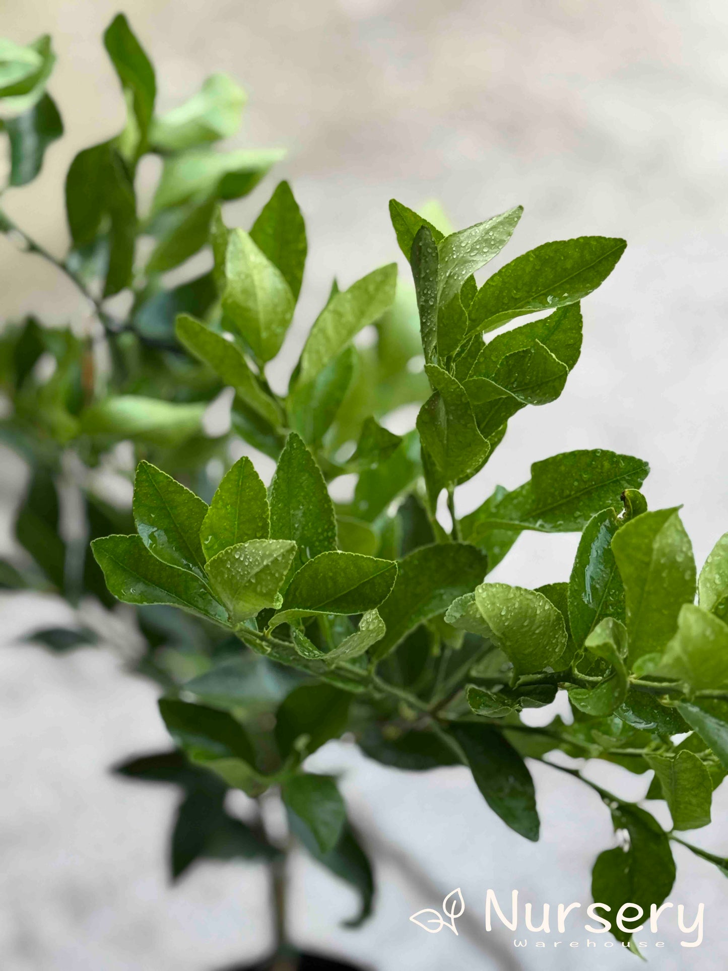 Citrus Latifolia (Lime Tahitian) GRAFTED