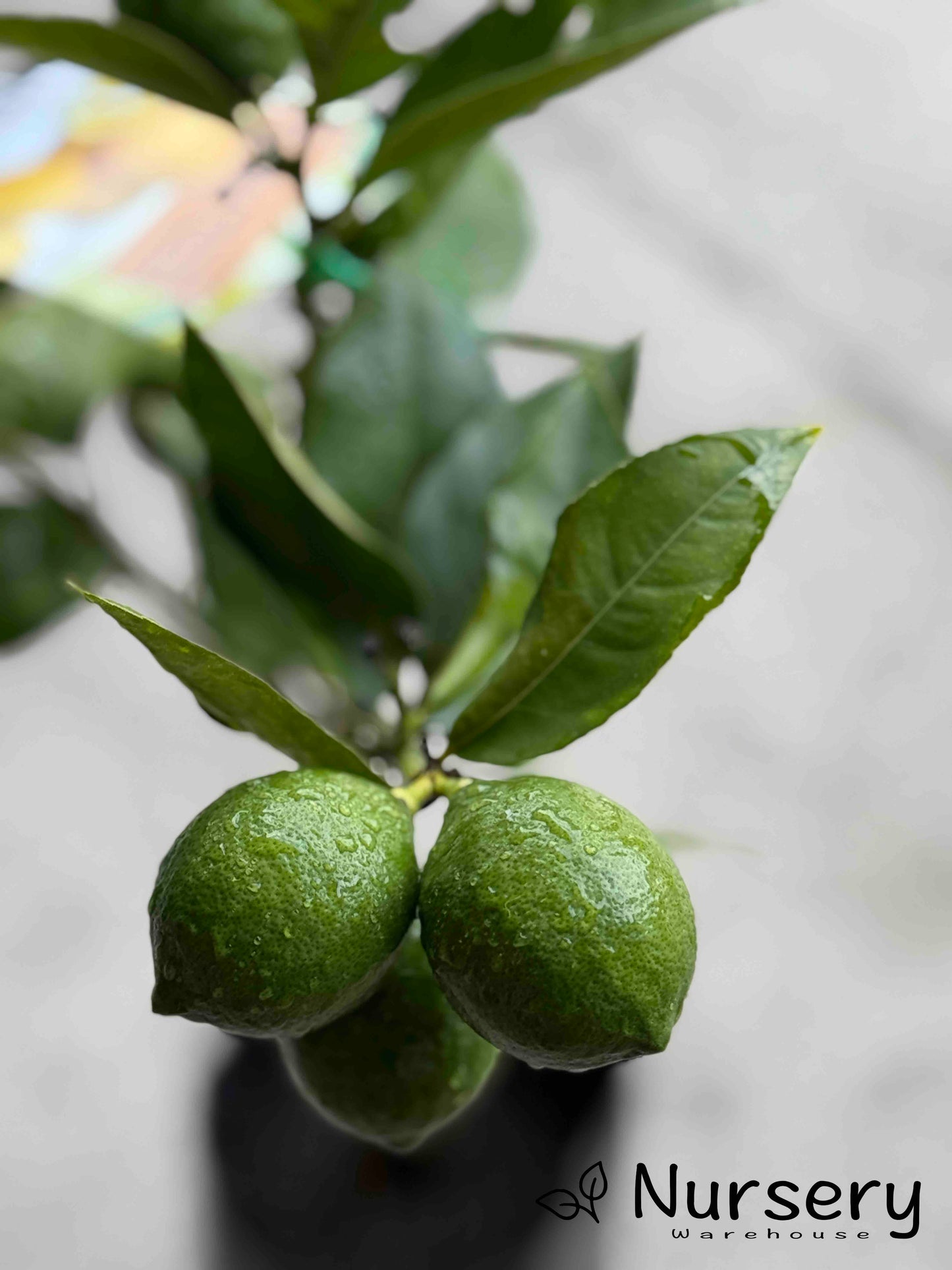 Citrus Limon (Lemon Tree Meyer) GRAFTED