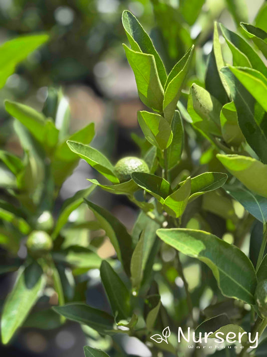 Citrus Reticulata ‘Emperor’ (Emperor Mandarin)