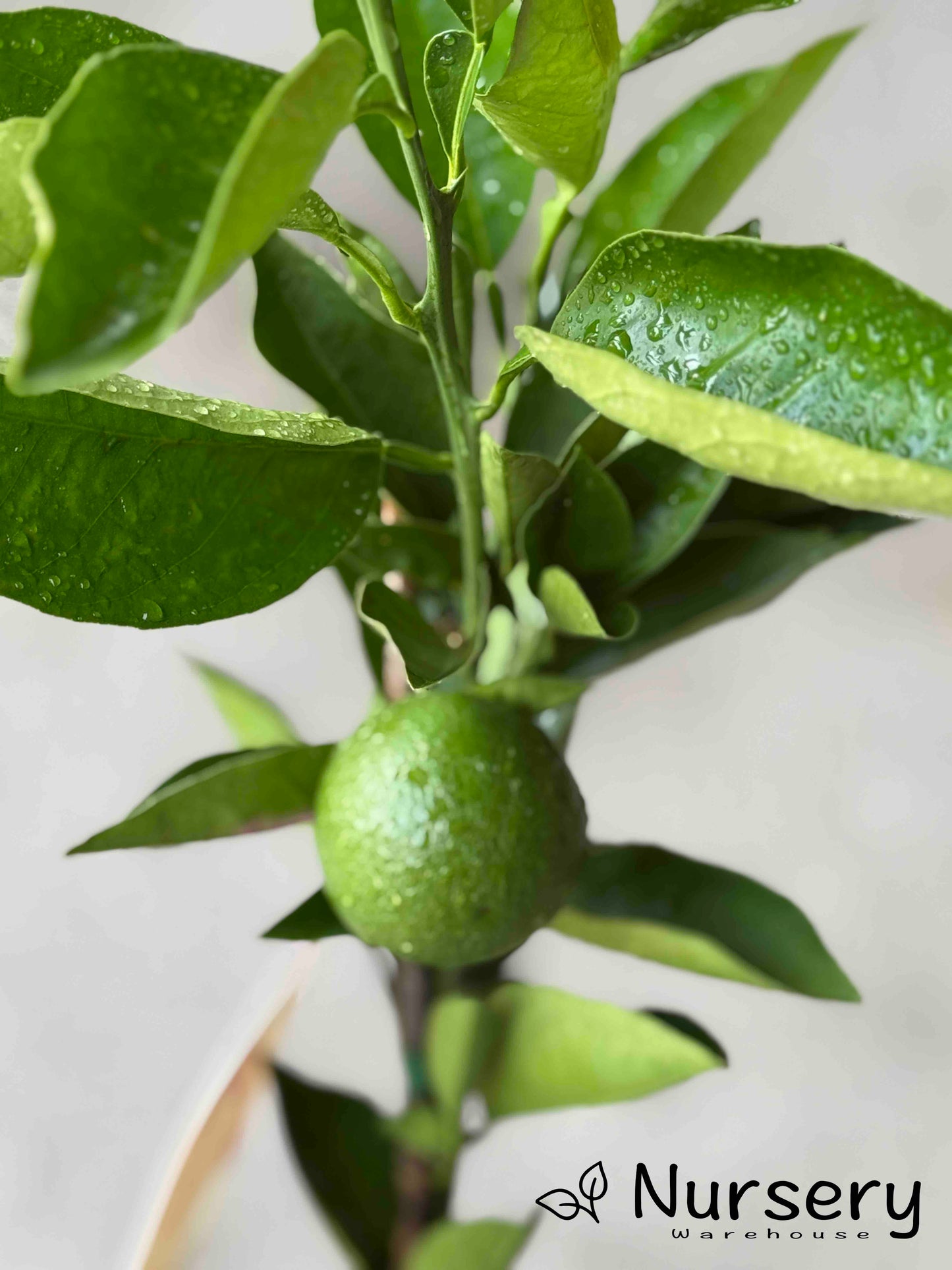 Citrus Sinensis 'Valencia' (Dwarf Valencia Orange) GRAFTED