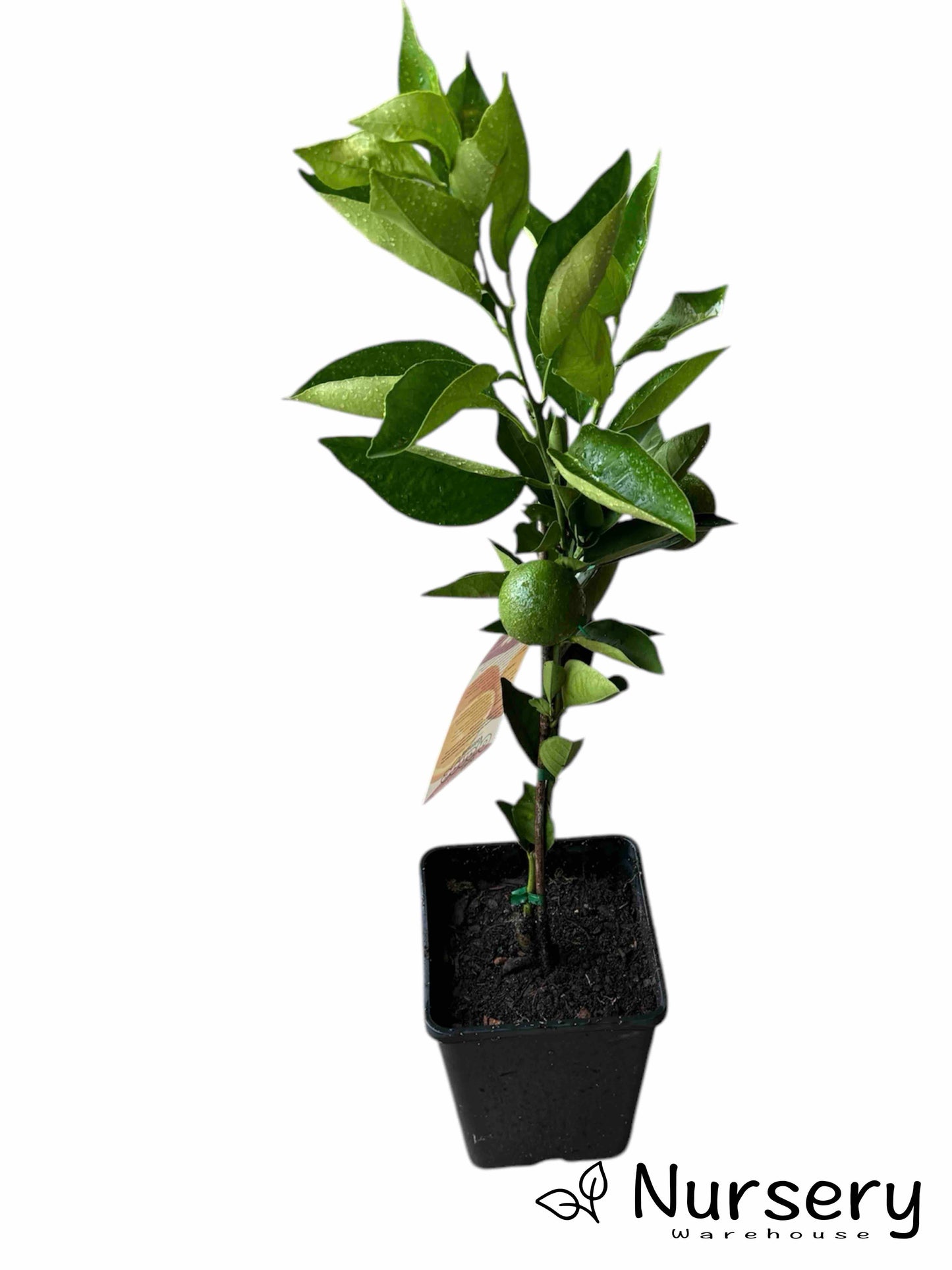 Citrus Sinensis 'Valencia' (Dwarf Valencia Orange) GRAFTED