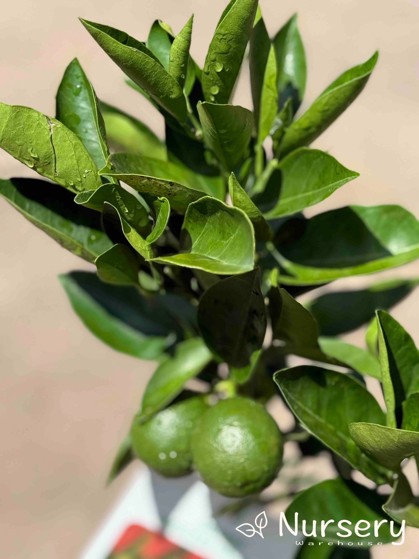 Citrus Sinensis ‘Valencia’ (Orange Seedless Valencia)